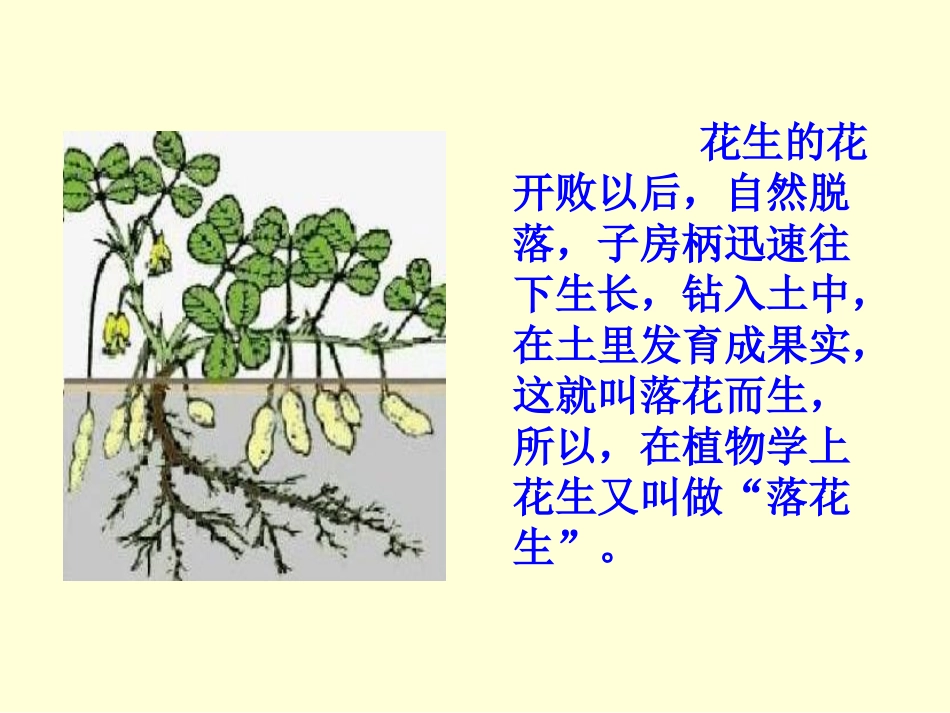 《落花生》课件 (6)_第2页