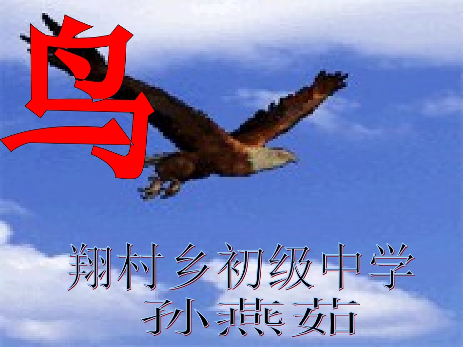 专题《鸟》翔村镇中孙燕茹_第1页