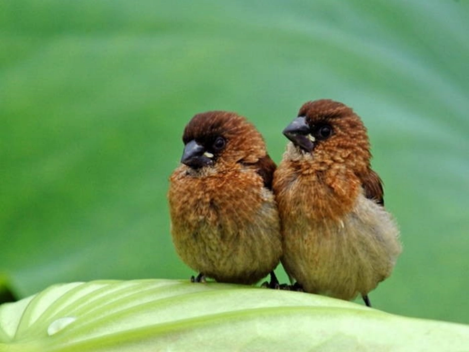 专题《鸟》翔村镇中孙燕茹_第3页