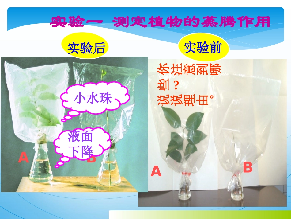 绿色植物参与生物圈的水循环1_第3页