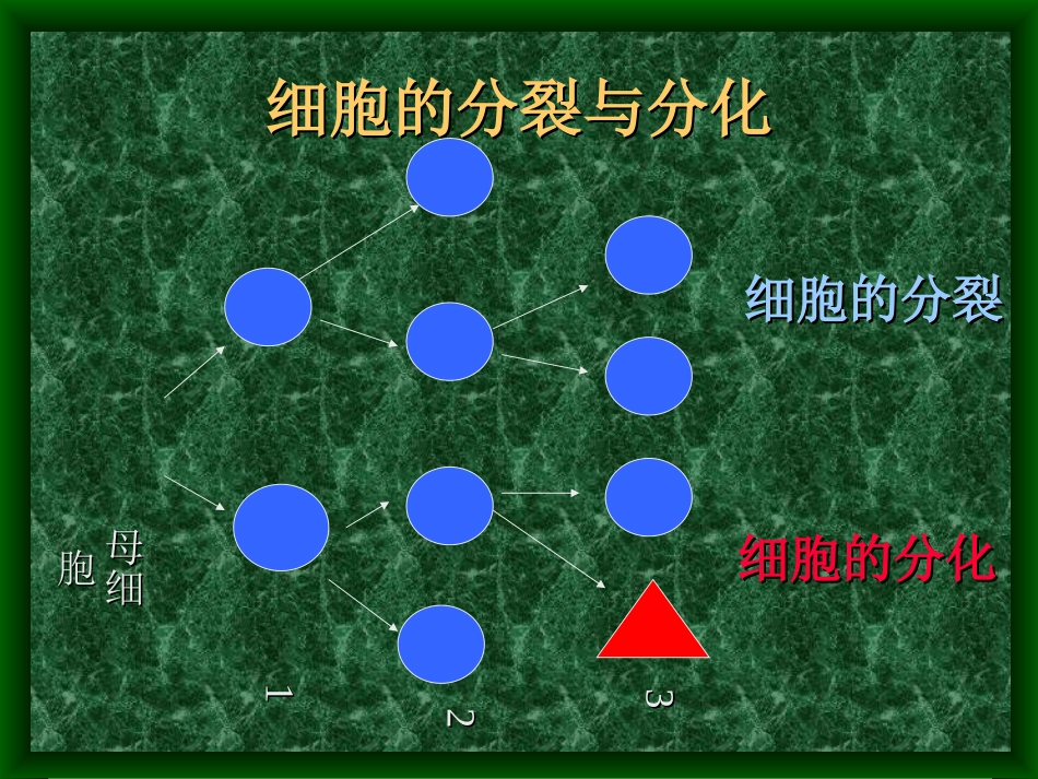 细胞的分化、癌变和衰老_第3页