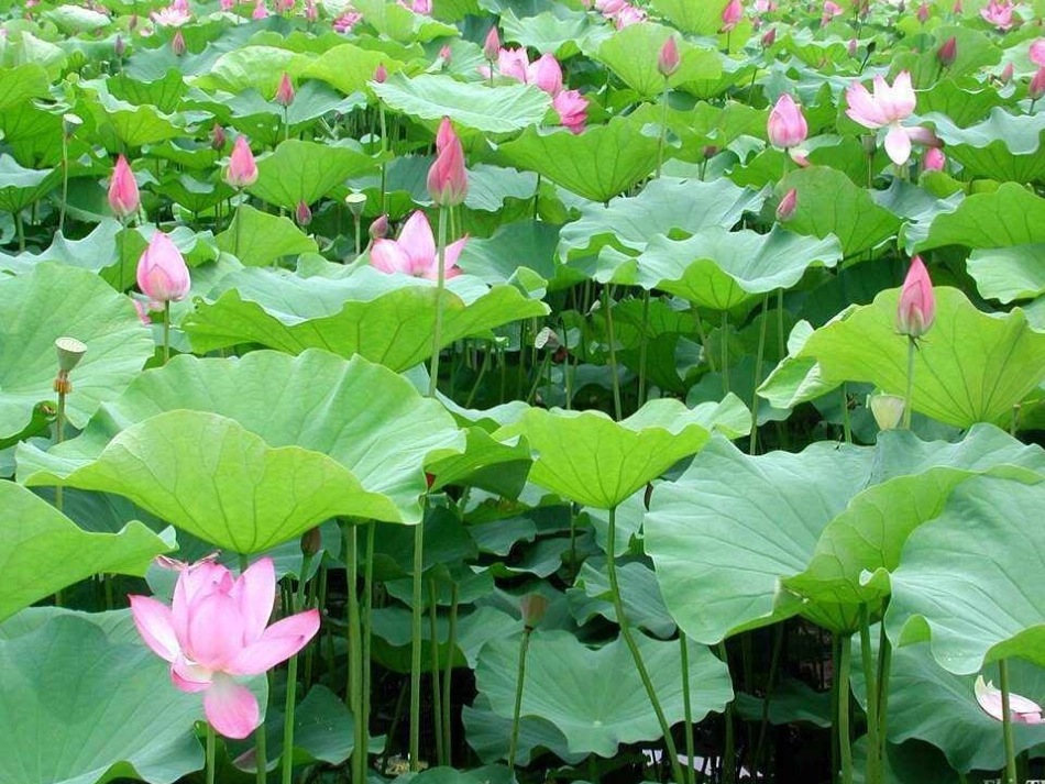 苏教版七年级上册17《夏》课件(36页)_第2页