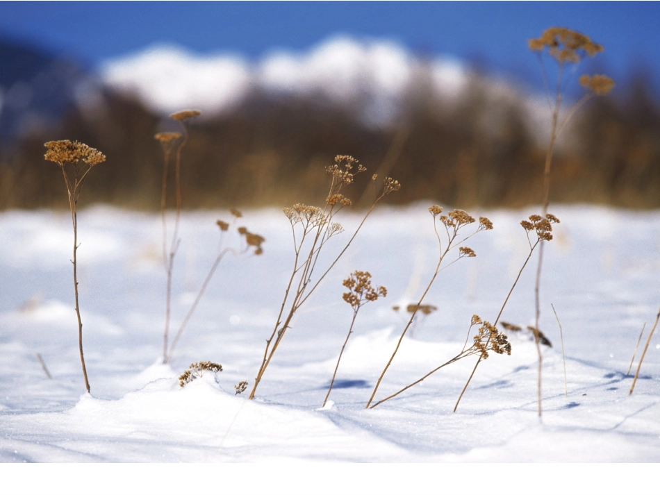 下雪的早晨(2)_第3页
