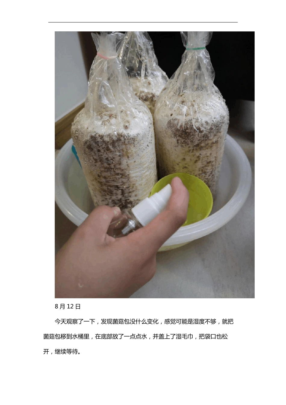 平菇生长7天的观察记录_第2页