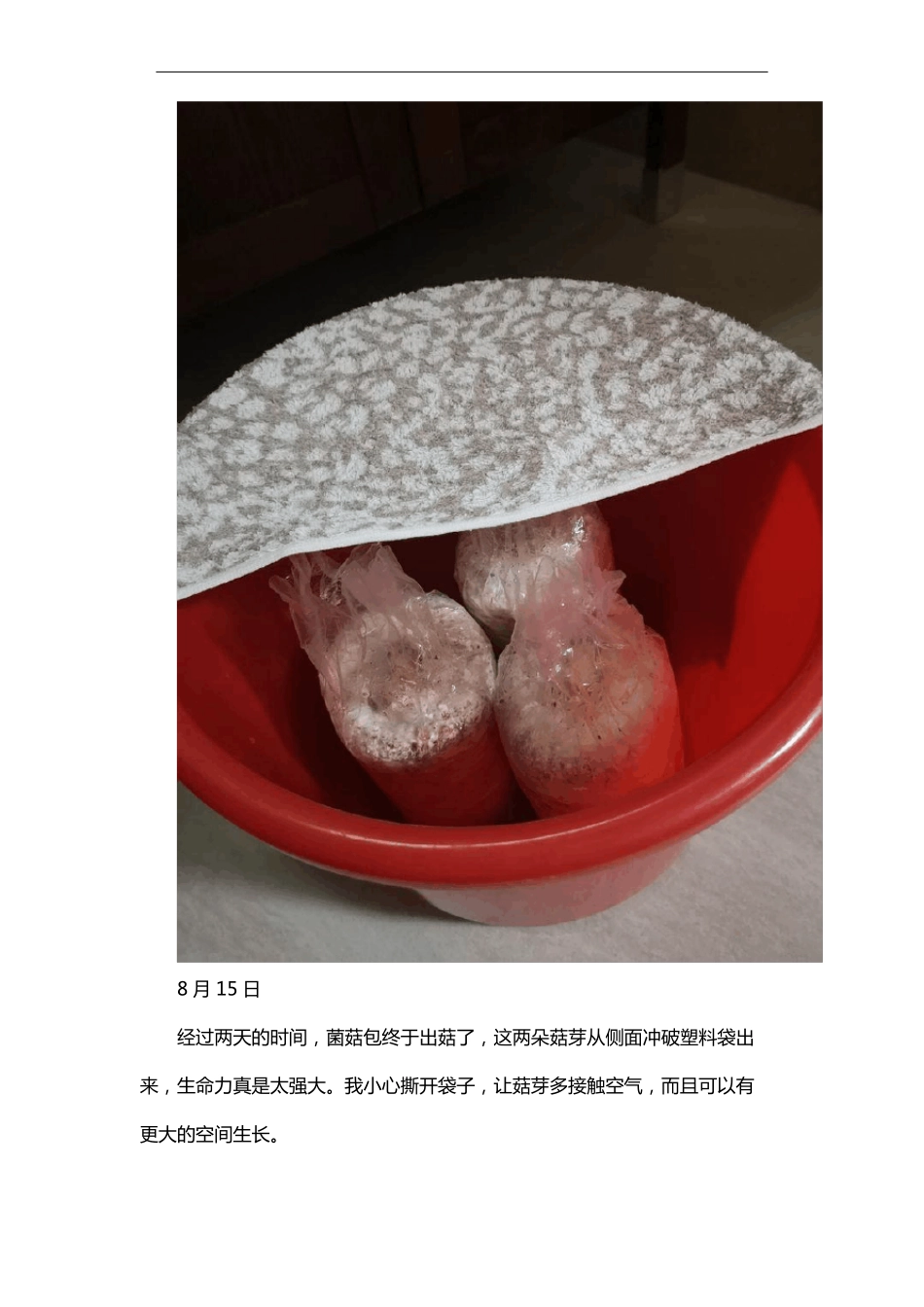 平菇生长7天的观察记录_第3页