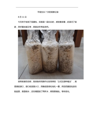 平菇生长7天的观察记录