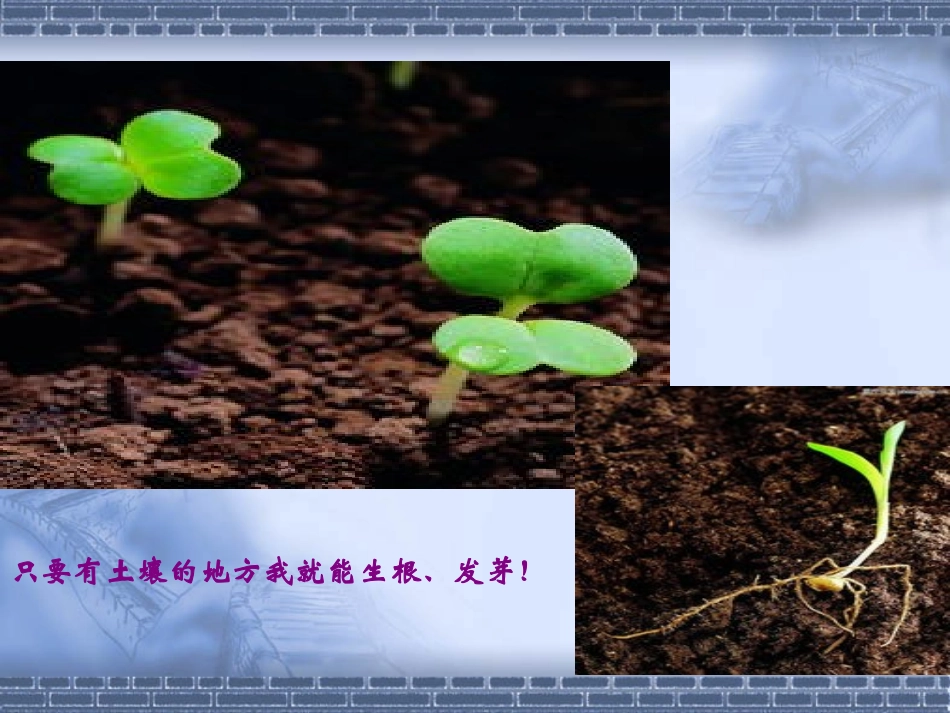生命生命1232_第2页