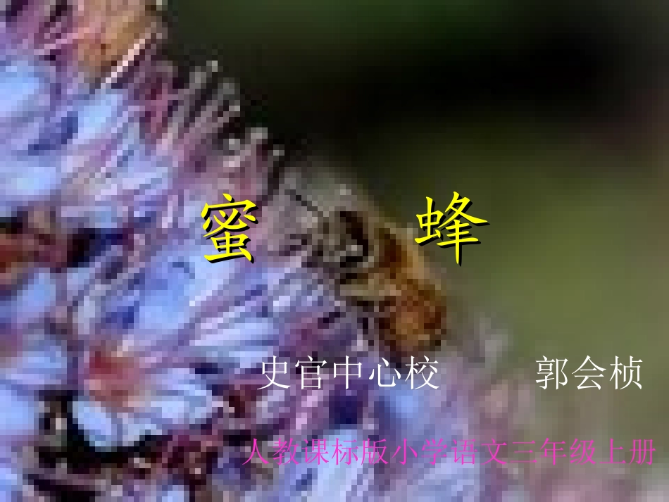 《蜜蜂》教学演示课件_第1页