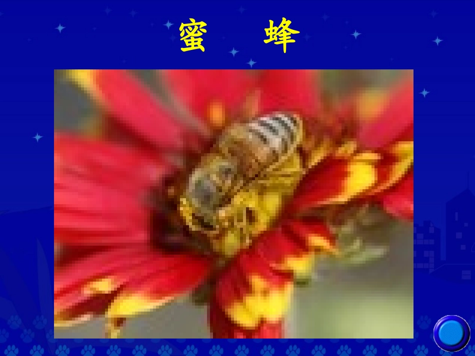 《蜜蜂》教学演示课件_第2页