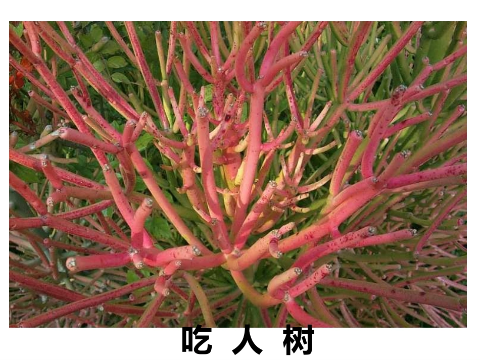 旅鼠之谜（左静）_第2页