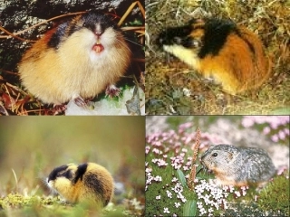 旅鼠之谜（左静）