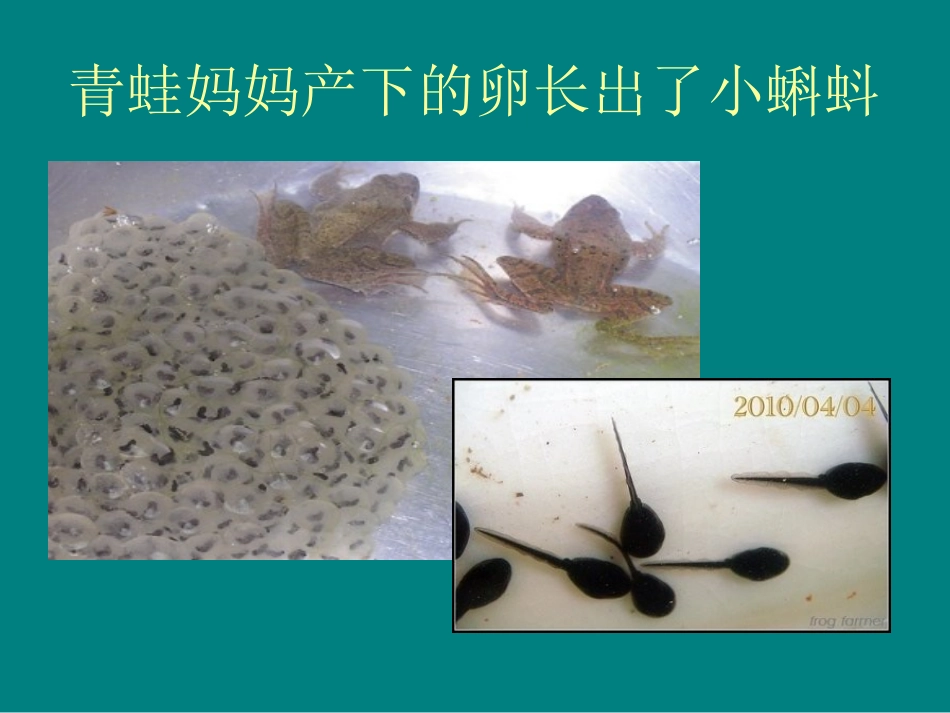 小蝌蚪长大了_第2页