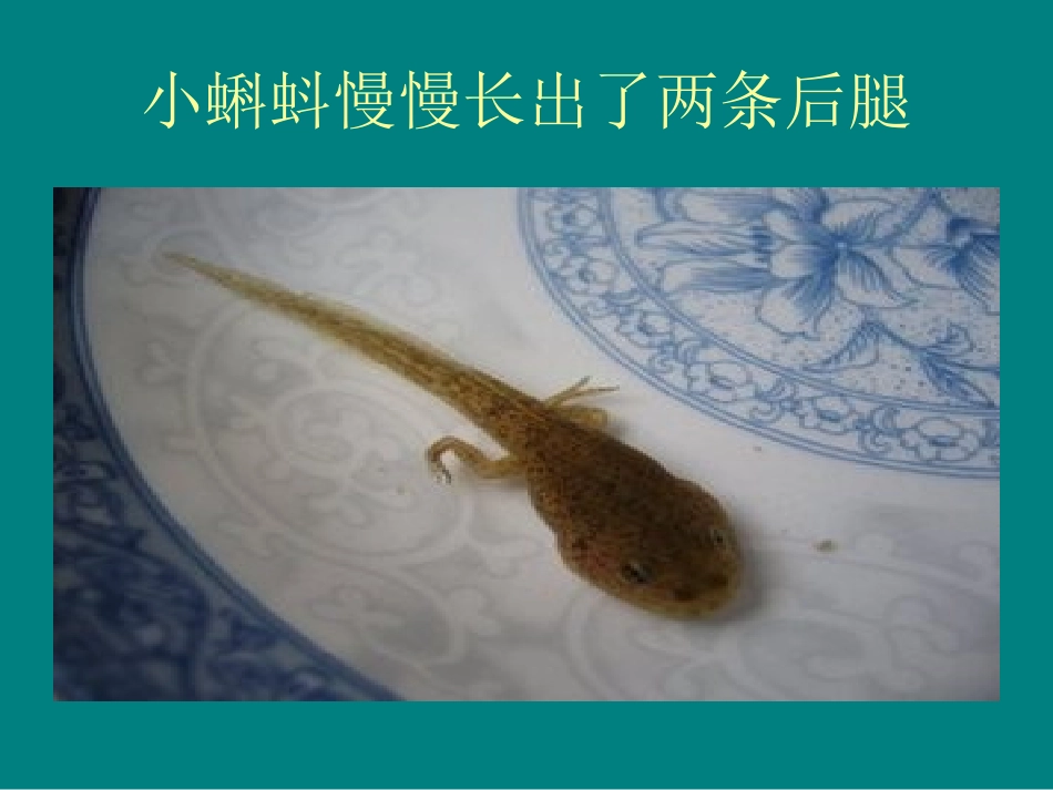 小蝌蚪长大了_第3页