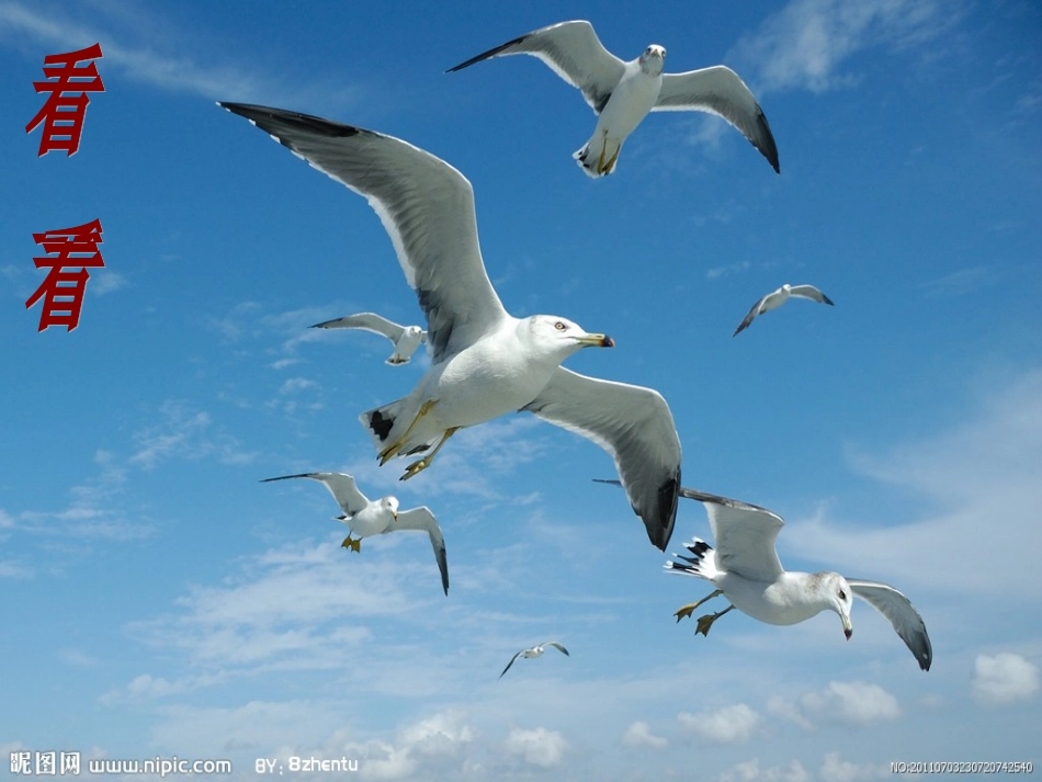 海鸥音乐课件_第3页