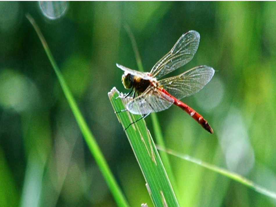 湘教版音乐五下《红蜻蜓》PPT课件公开课用 (2)_第3页