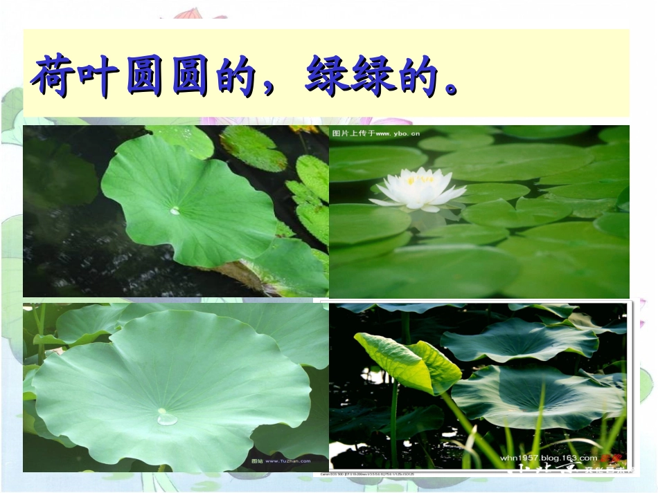 《荷叶圆圆》优质课课件_第2页
