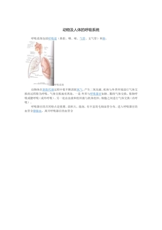 动物与人的呼吸系统 (2)