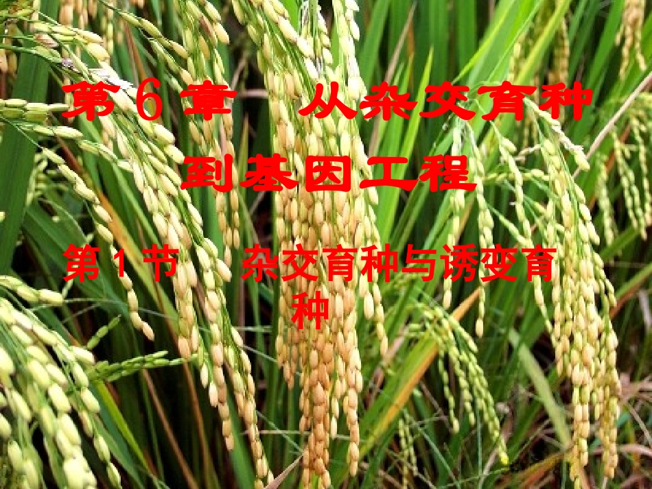 杂交育种PPT1_第1页
