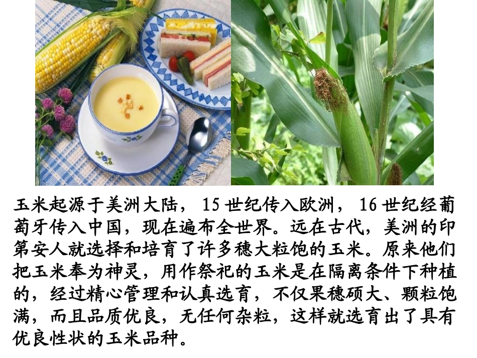 杂交育种PPT1_第3页