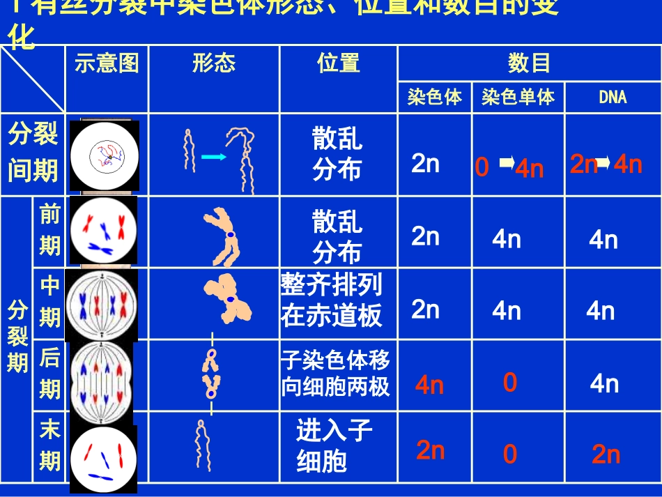 有丝分裂过程中的染色体、DNA和染色单体的变化规律_第2页