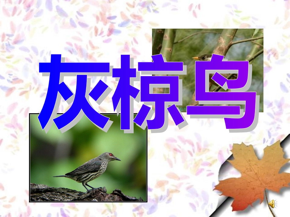 苏教版语文五下《灰椋鸟》PPT_第1页