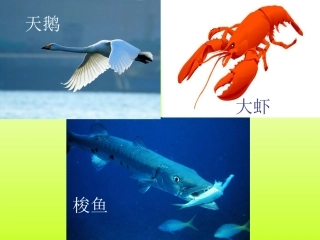 天鹅、大虾和梭鱼课件