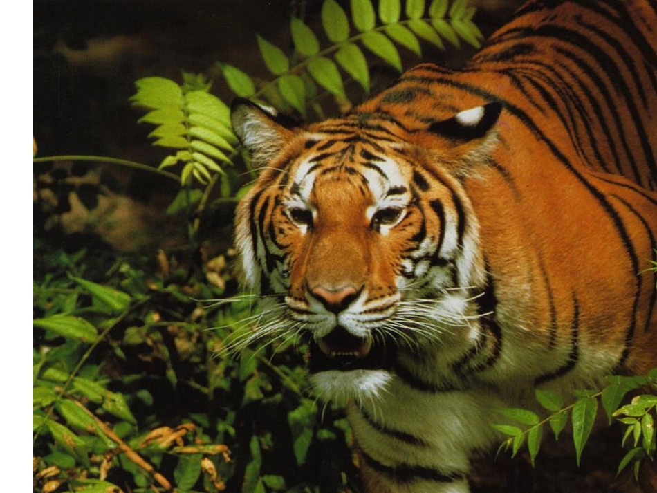 景阳冈课件90240_第1页