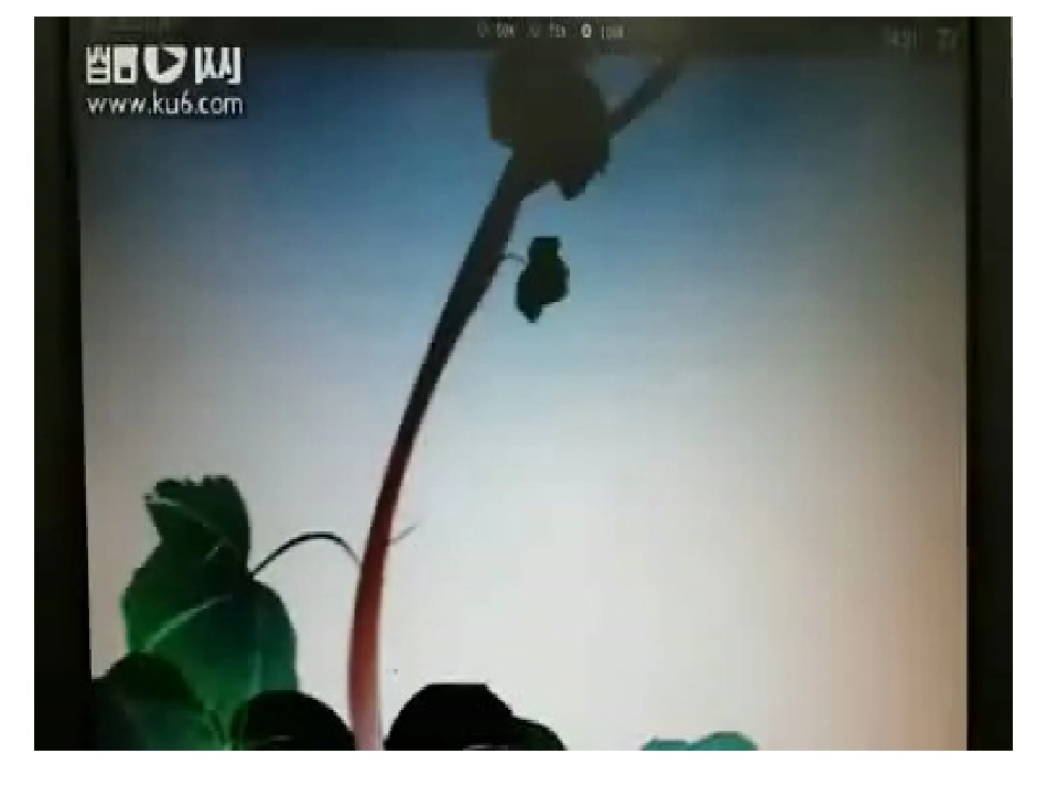 爬山虎的脚 (2)_第3页