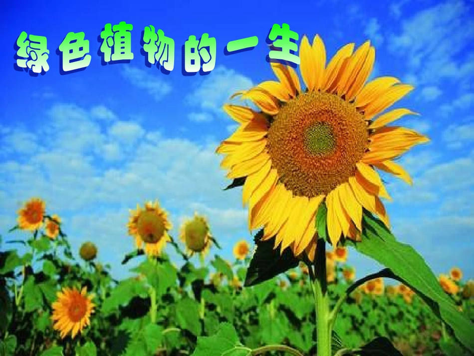 植物种子的萌发_第2页