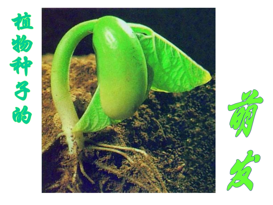 植物种子的萌发_第3页