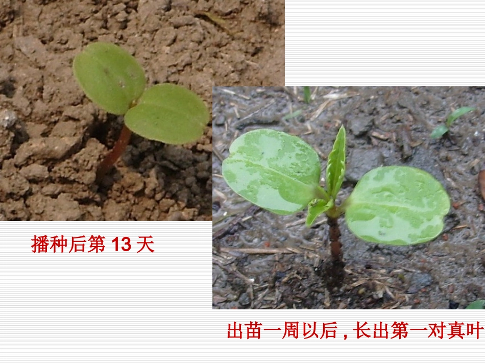 (教科版)五年级科学上册课件_种子发芽试验(一)_第2页