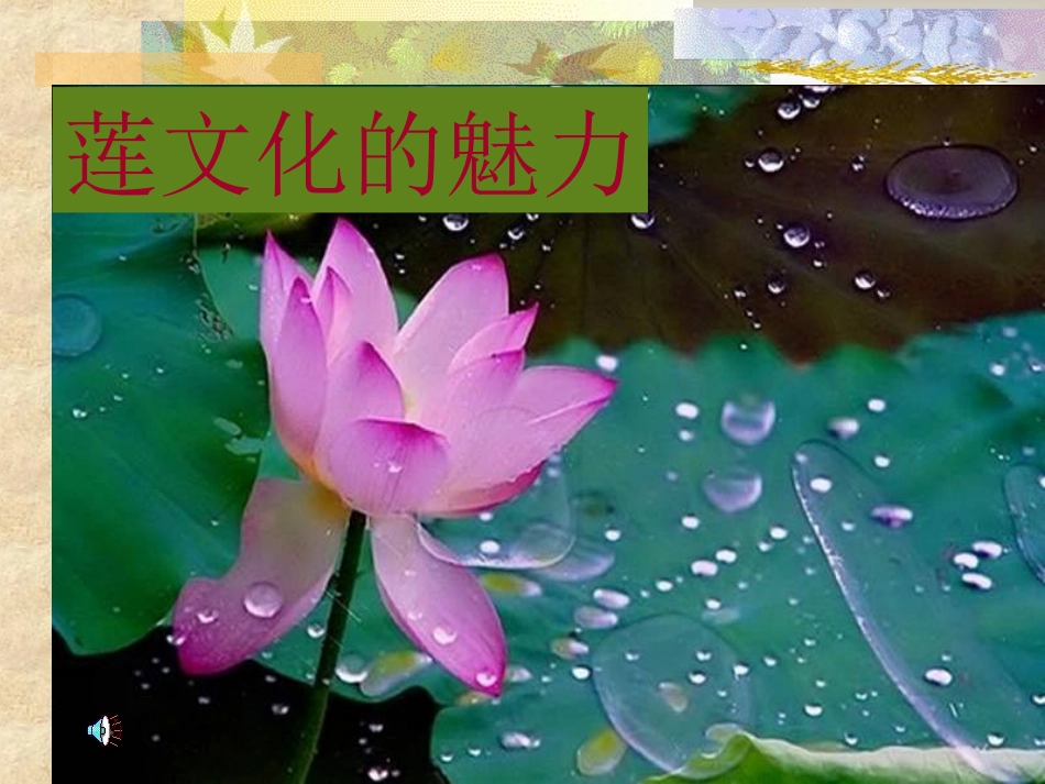 莲文化的魅力_第1页