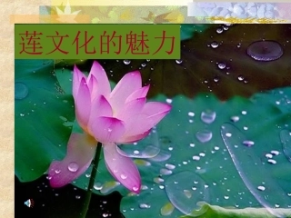 莲文化的魅力