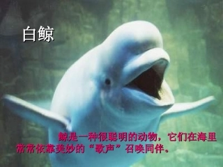 喜爱音乐的白鲸