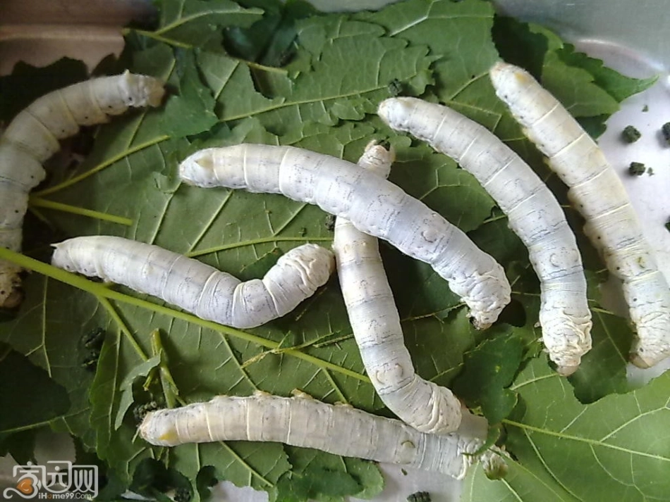 可爱的蚕宝宝_第1页