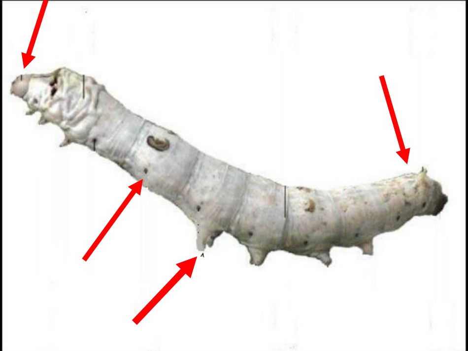 可爱的蚕宝宝_第2页