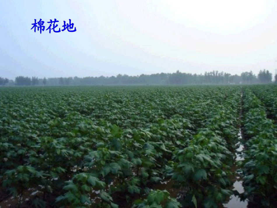 人教版语文一年级下册30《棉花姑娘》课件 (2)_第2页