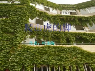 《爬山虎的脚》课件【20页】