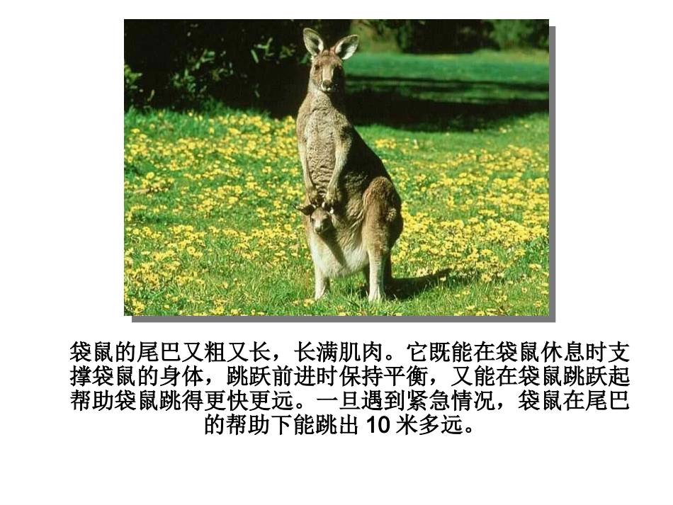 动物的尾巴的妙用_第1页