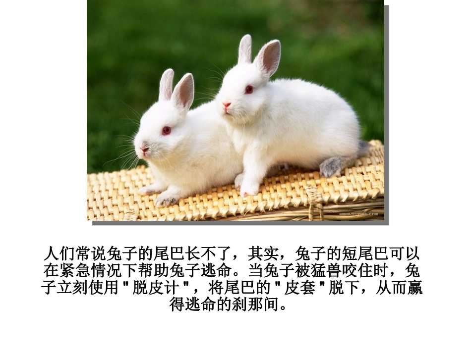 动物的尾巴的妙用_第2页
