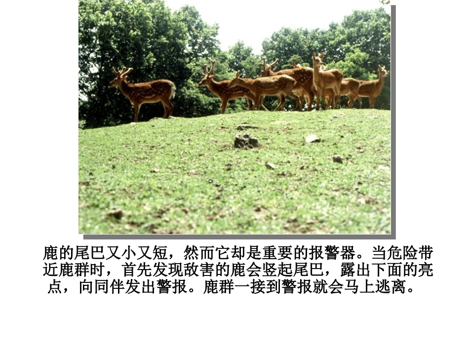 动物的尾巴的妙用_第3页