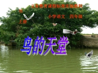 鸟的天堂课件