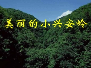 美丽的小兴安岭 (8)