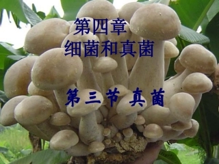 %97丹竹++初中八年级秋季期第三节+真菌++++24PPT