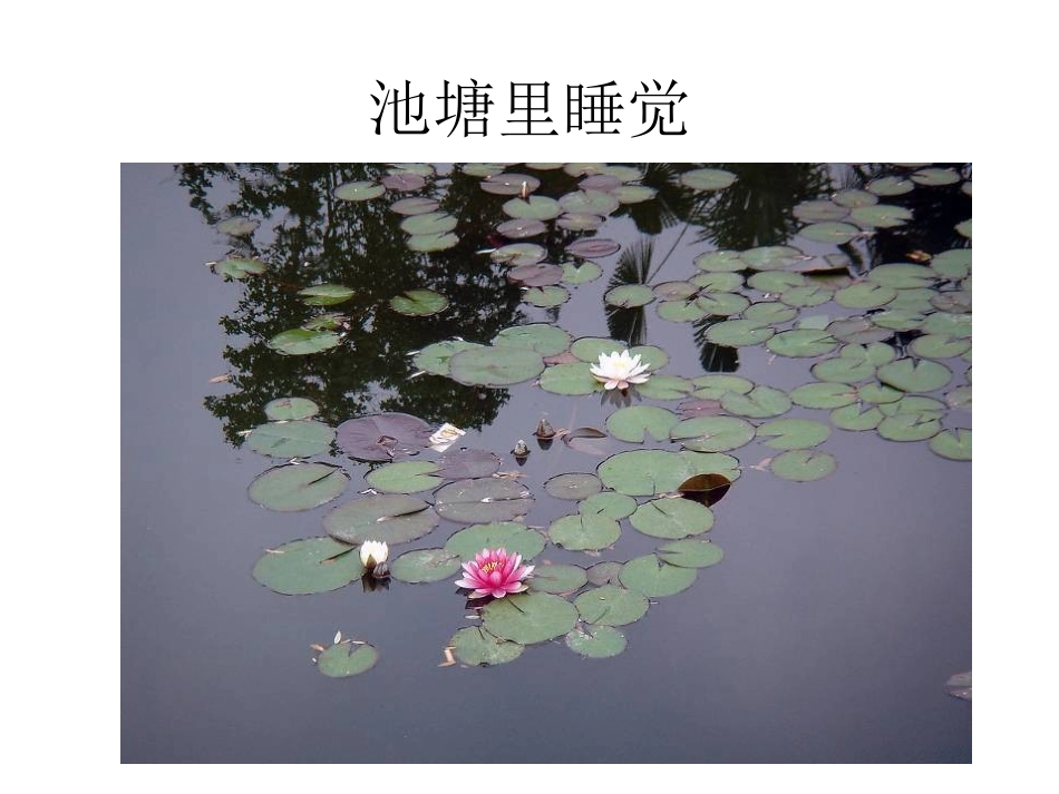 节约用水-幼儿园大班课件_第2页