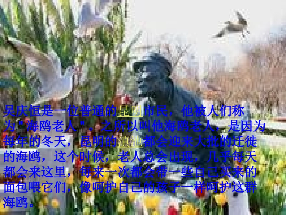 老人与海鸥的课件_第2页