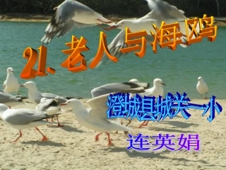 老人与海鸥的课件