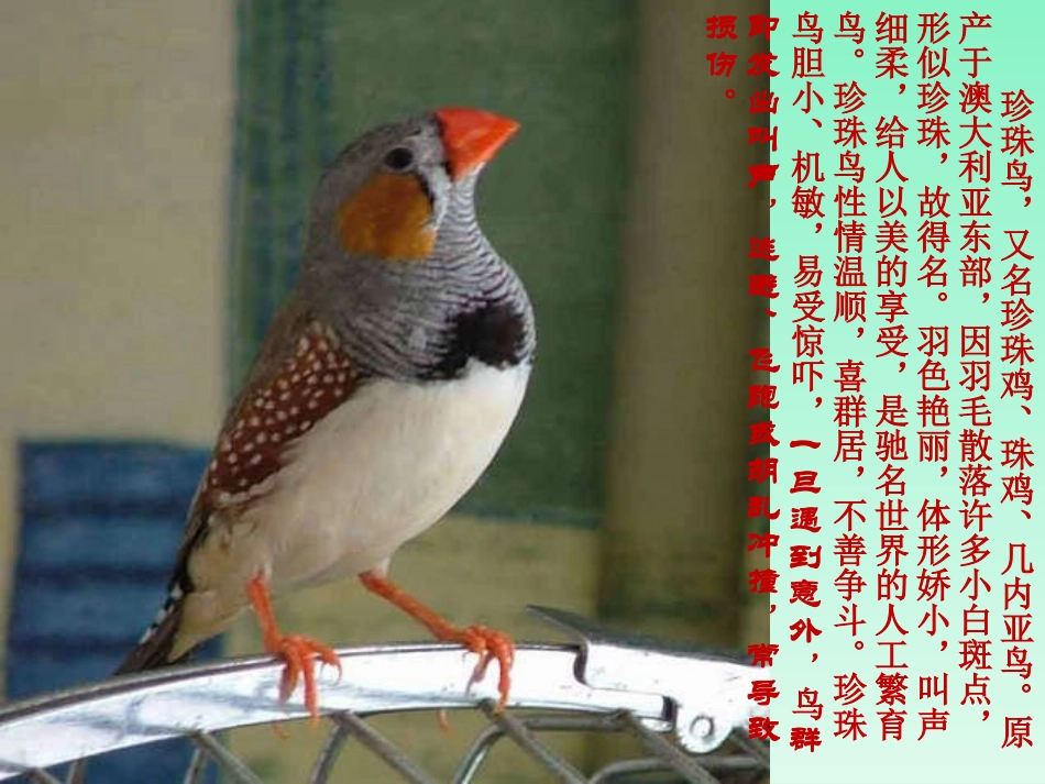 《珍珠鸟》课件2_第2页