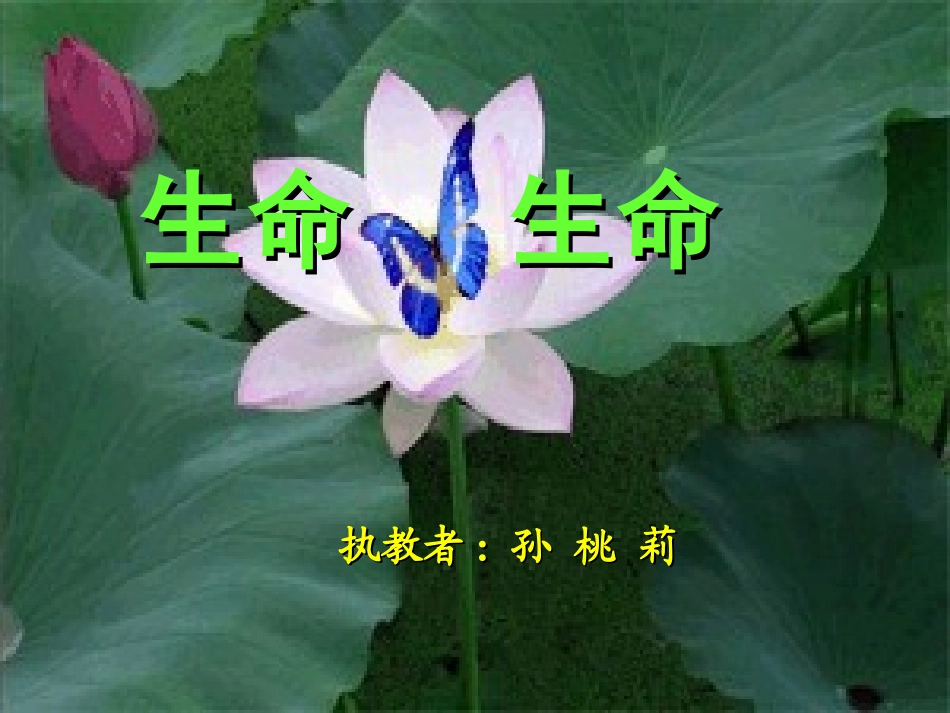 《生命生命》1课件(1)_第1页