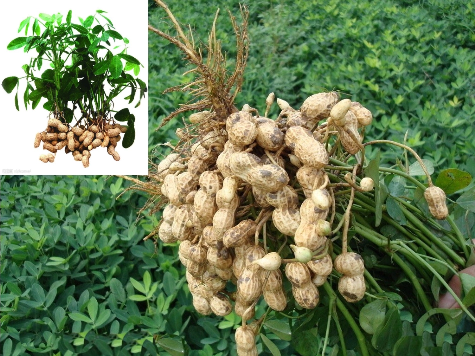 落花生课件 (3)_第3页